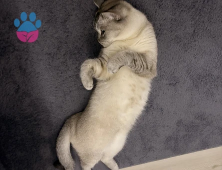 Safkan British Shorthair Kedim Eş Arıyor