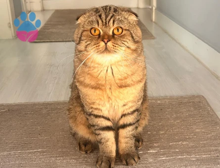Scottish Fold Oğluma Eş Arıyoruz