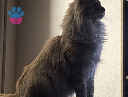 MAİNE COON 2 Yaşında Eş Arıyor