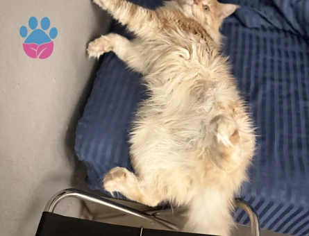 MAİNE COON 2 Yaşında Eş Arıyor