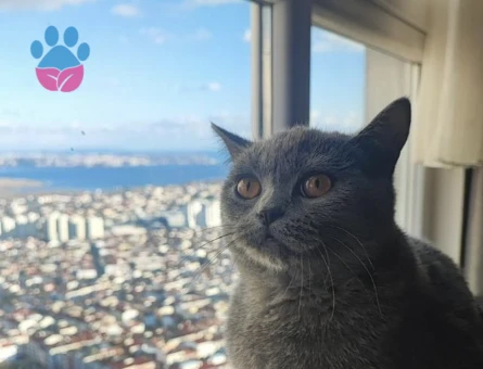 British shorhair 1,5 Yaşında Eş Arıyor