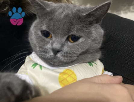 British shorhair 1,5 Yaşında Eş Arıyor