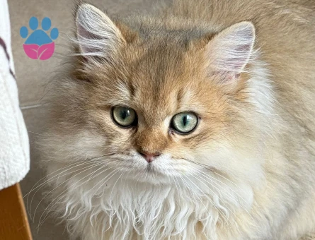british longhair oğlumuza eş arıyoruz