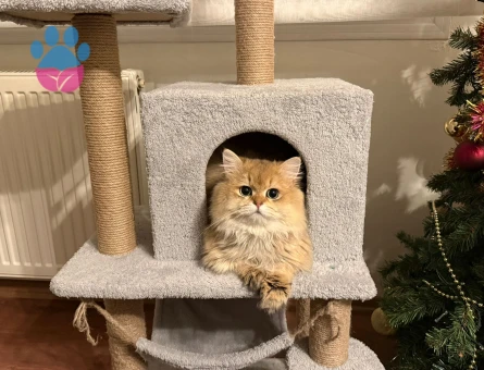 british longhair oğlumuza eş arıyoruz