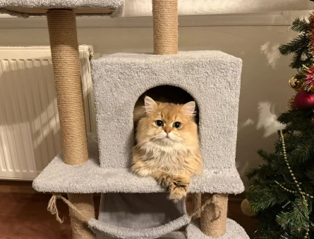 british longhair oğlumuza eş arıyoruz - 118982750