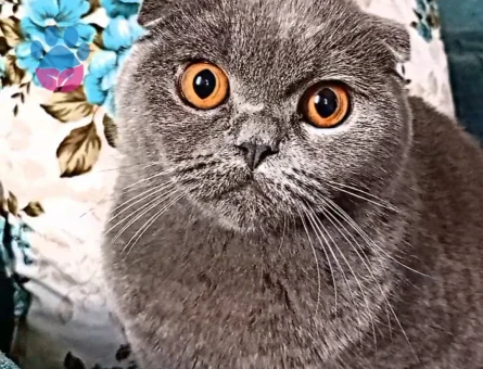 British Shorthair 1 Yaşında Eş Arıyor