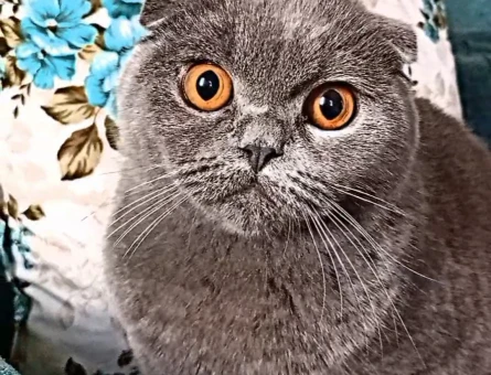 British Shorthair 1 Yaşında Eş Arıyor - 118965215