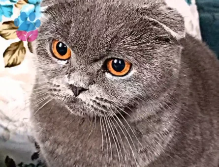 British Shorthair 1 Yaşında Eş Arıyor