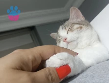 British Shorthair 11 Aylık Kedim Eş Arıyor