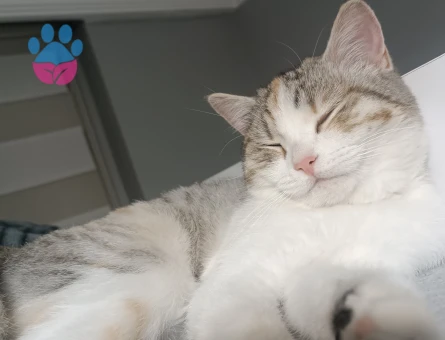 British Shorthair 11 Aylık Kedim Eş Arıyor