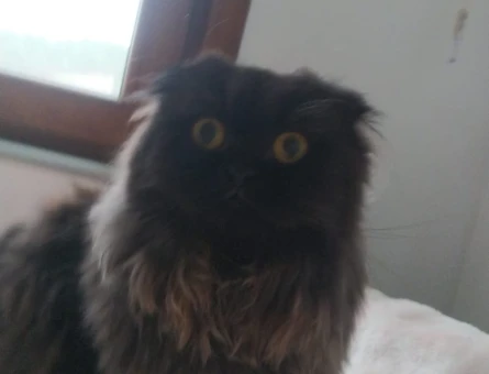 Scottish Fold Ponçik Eş Arıyor - 118965378