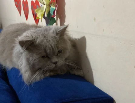 British Longhair Oğluma eş arıyorum - 118965417