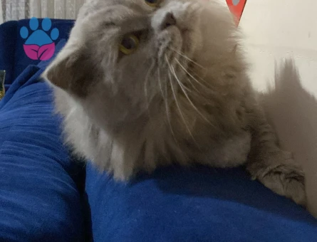 British Longhair Oğluma eş arıyorum