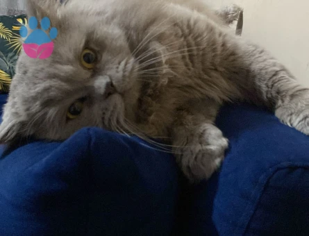 British Longhair Oğluma eş arıyorum