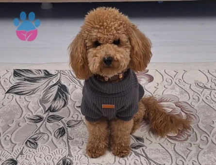 Toy Poodle 15 Aylık Oğluma Eş Arıyorum