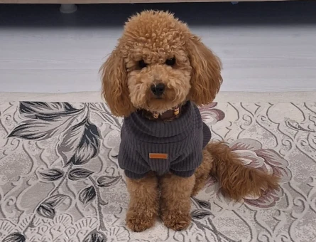 Toy Poodle 15 Aylık Oğluma Eş Arıyorum - 118965429