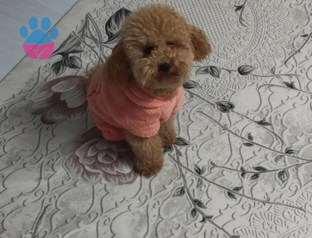 Toy Poodle 15 Aylık Oğluma Eş Arıyorum