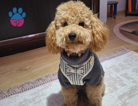 Toy Poodle 15 Aylık Oğluma Eş Arıyorum