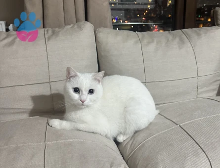 British kedimiz için eş arıyoruz