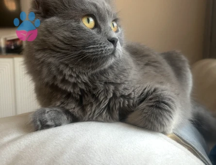 British Longhair 2 Yaşında Eş Arıyor - Görsel 2