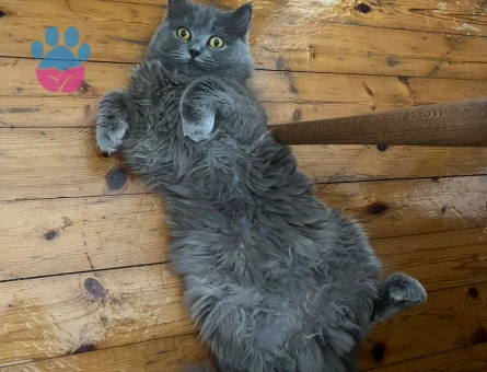 British Longhair 2 Yaşında Eş Arıyor - Görsel 3