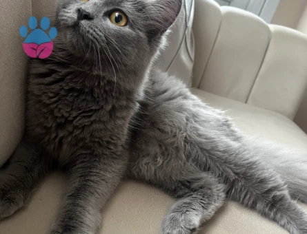 British Longhair 2 Yaşında Eş Arıyor - Görsel 4