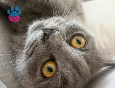 British Longhair 2 Yaşında Eş Arıyor - Görsel 5