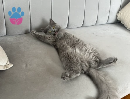 British Longhair 2 Yaşında Eş Arıyor - Görsel 6