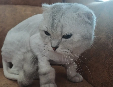 Dişi scottish fold - 118976118