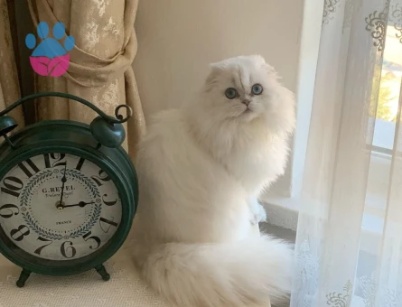 Lara'ya eş arıyorum