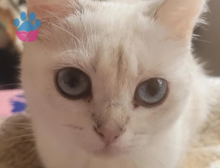 Erkek ve dişi kedilerime es arıyorum