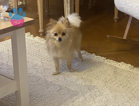 Pomerian 1 yaşında dişi