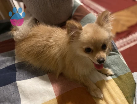 Pomerian 1 yaşında dişi