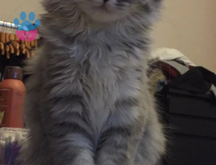 Oğlumuz Venüs için Eş Arıyoruz