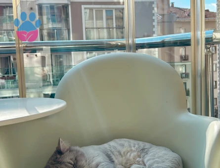 Oğlumuz Venüs için Eş Arıyoruz