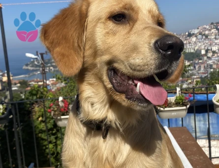 Golden Retriever 1 Yaşında kızgınlıkta