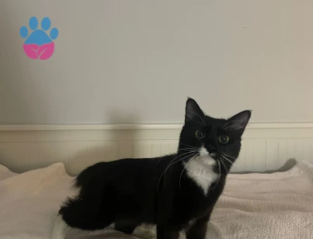 Bu tatli hanfendiye es ariyoruz