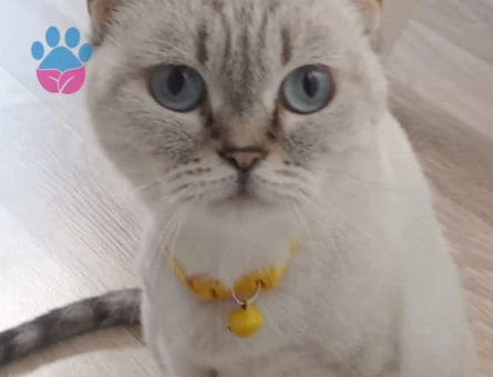 British Blue point 1 Yaşında