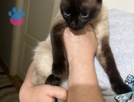 Siyam 1 Yaşında Eş Arıyor