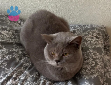 British Shorthair Kedime Eş Arıyorum