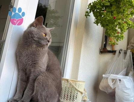British Shorthair Kedime Eş Arıyorum