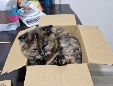 Scottish Fold Dişi Kızgınlıkta