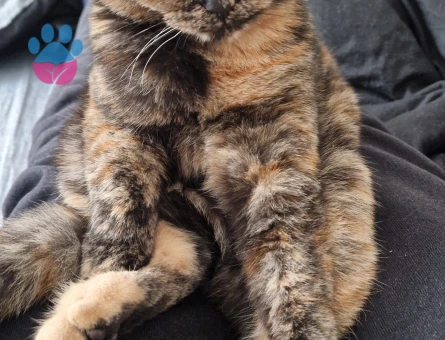 Scottish Fold Dişi Kızgınlıkta