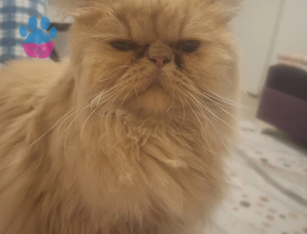 İran Kedisi 1 Yaşında Dişi Kızgınlıkta