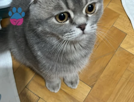 Scottish Fold 1 Yaşında Eş Arıyor