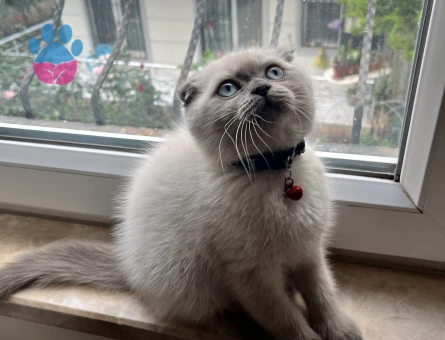 Scottish Fold 1,5 Yaşında Eş Arıyor
