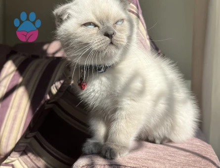 Scottish Fold 1,5 Yaşında Eş Arıyor