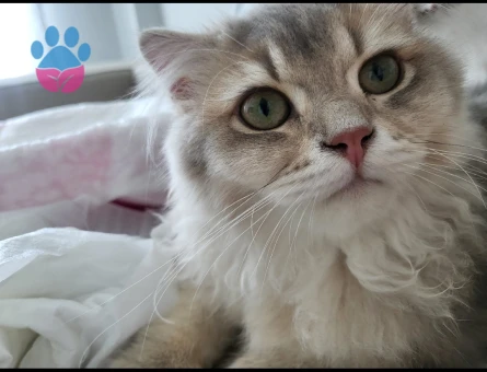 Scottish Fold 1 Yaşında Eş Arıyor