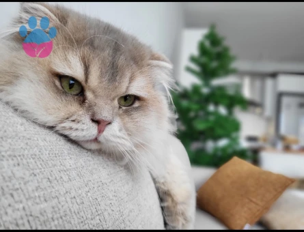 Scottish Fold 1 Yaşında Eş Arıyor