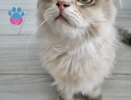 Scottish Fold 1 Yaşında Eş Arıyor